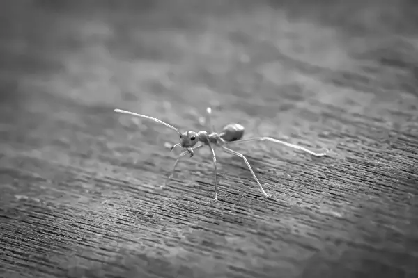 Ants Coming Through Hardwood Floors [Here’s what to do]