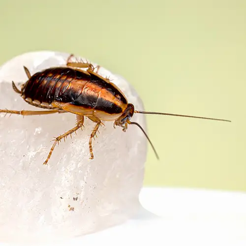 Cockroach 1 