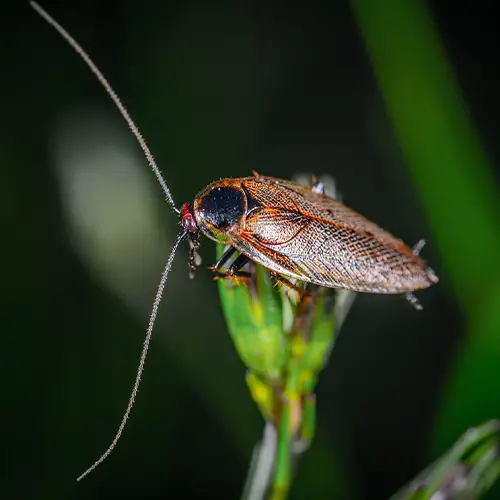 Baby roaches in the toilet [2 simple solutions to eliminate them]