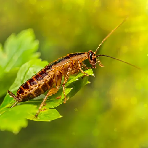 Baby Roaches In The Refrigerator 2 Step Solution Pallentor   Cockroach 4 