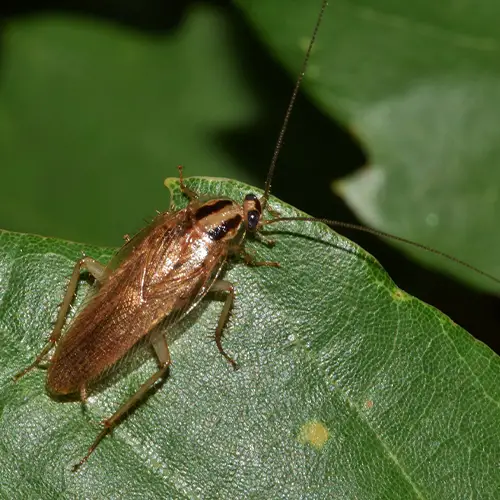 Baby Roaches In The Shower [2 Simple Solutions]