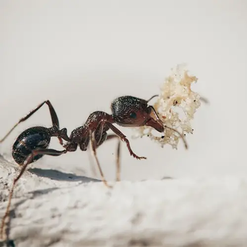 How To Get Rid Of Sugar Ants On Kitchen Counter Explained Pallentor   Ant 2 