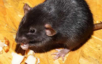 Do rats eat cockroaches [Expert Explains]