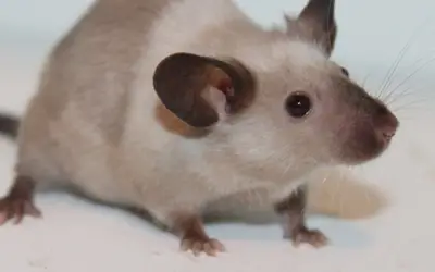 Do Rats Eat Clothes [Exterminator Explains]