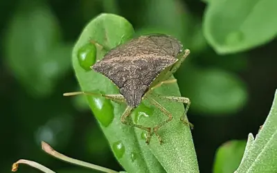 Stink bug eggs in the house [how to get rid of them]