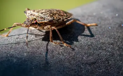 Stink bugs and dryer sheets [Expert Answer]