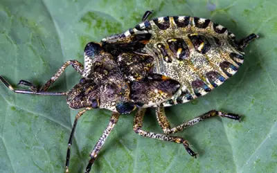 Stink bugs in your bathroom [3 ways to get rid of them]