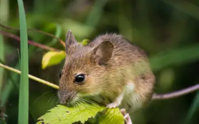 Do mice eat soap [Expert Explains]