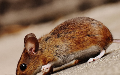 Do mice eat nuts [Expert Explains]