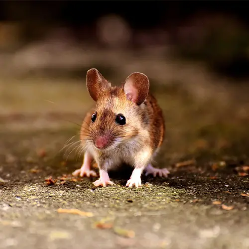 Do mice eat mice? [Expert Explains]