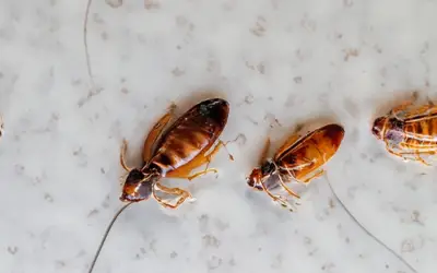 Baby roaches on counter [3 ways to get rid of them]