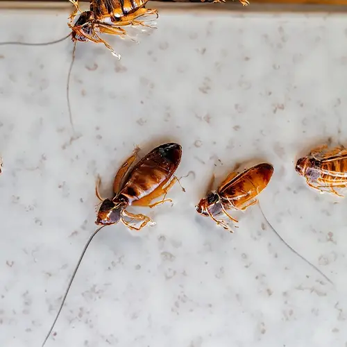 Baby roaches on counter [3 ways to get rid of them]