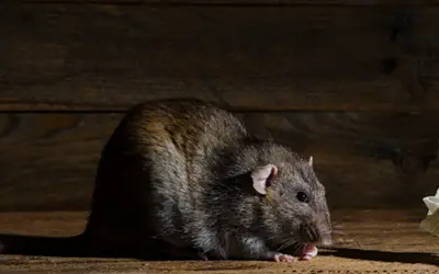 Do rats eat roaches [Pest Specialist Explains]