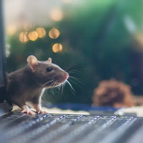 Do mice eat worms? [Expert Explains]