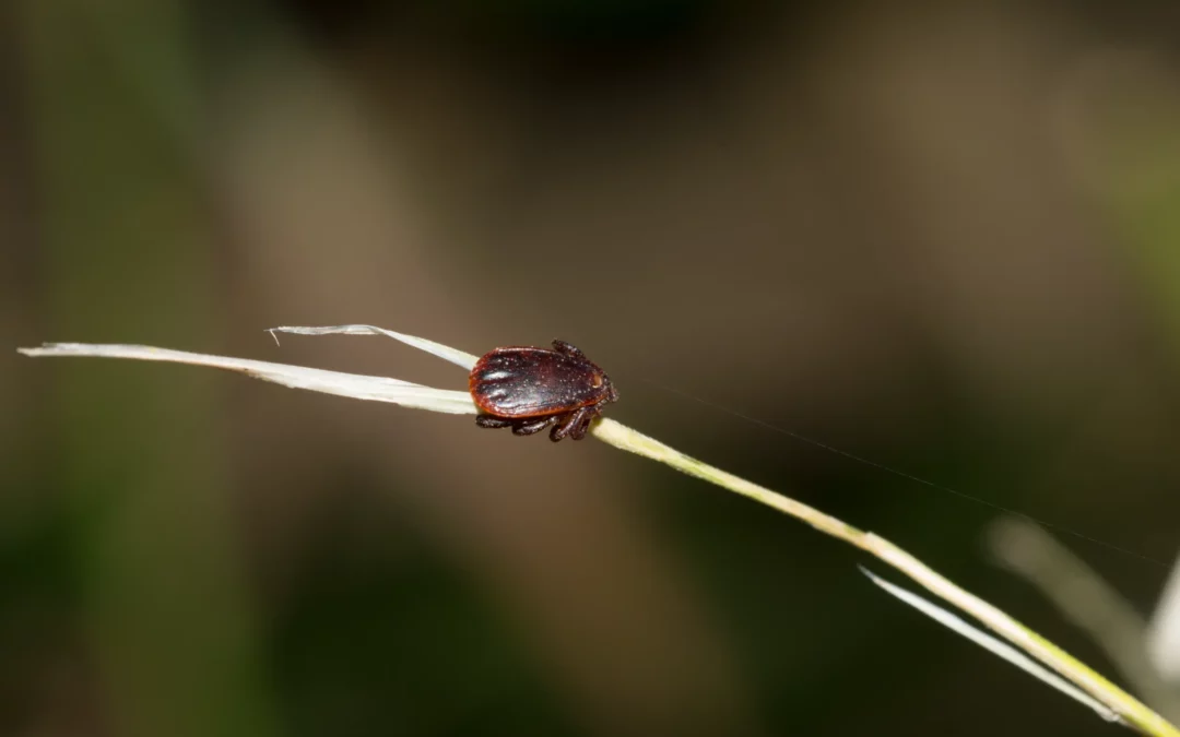 Does pine sol kill ticks [Exterminator Explains]