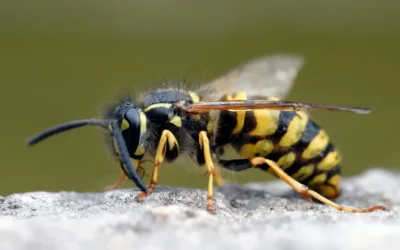 Will hairspray kill a wasp [Exterminator Explains]