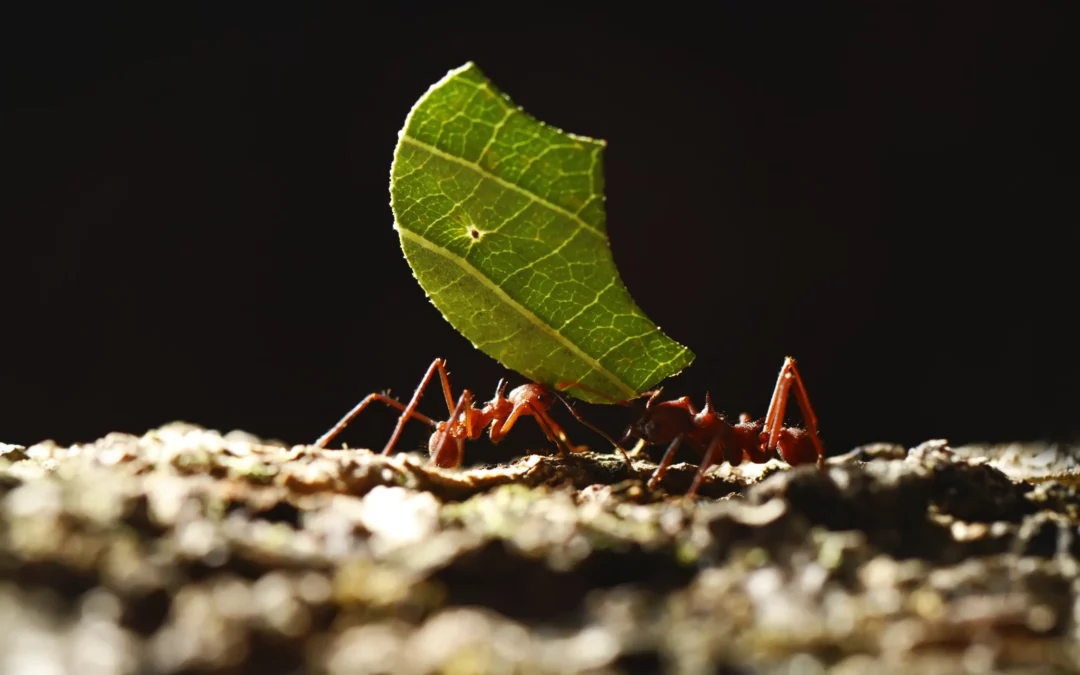 Do Sugar Ants Have a Queen [Exterminator Explained]