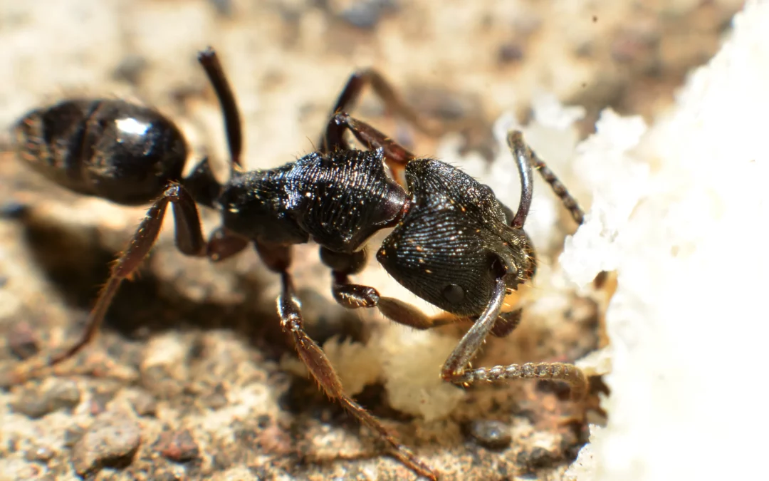 Do ants eat dead animals? [Exterminator Explains]