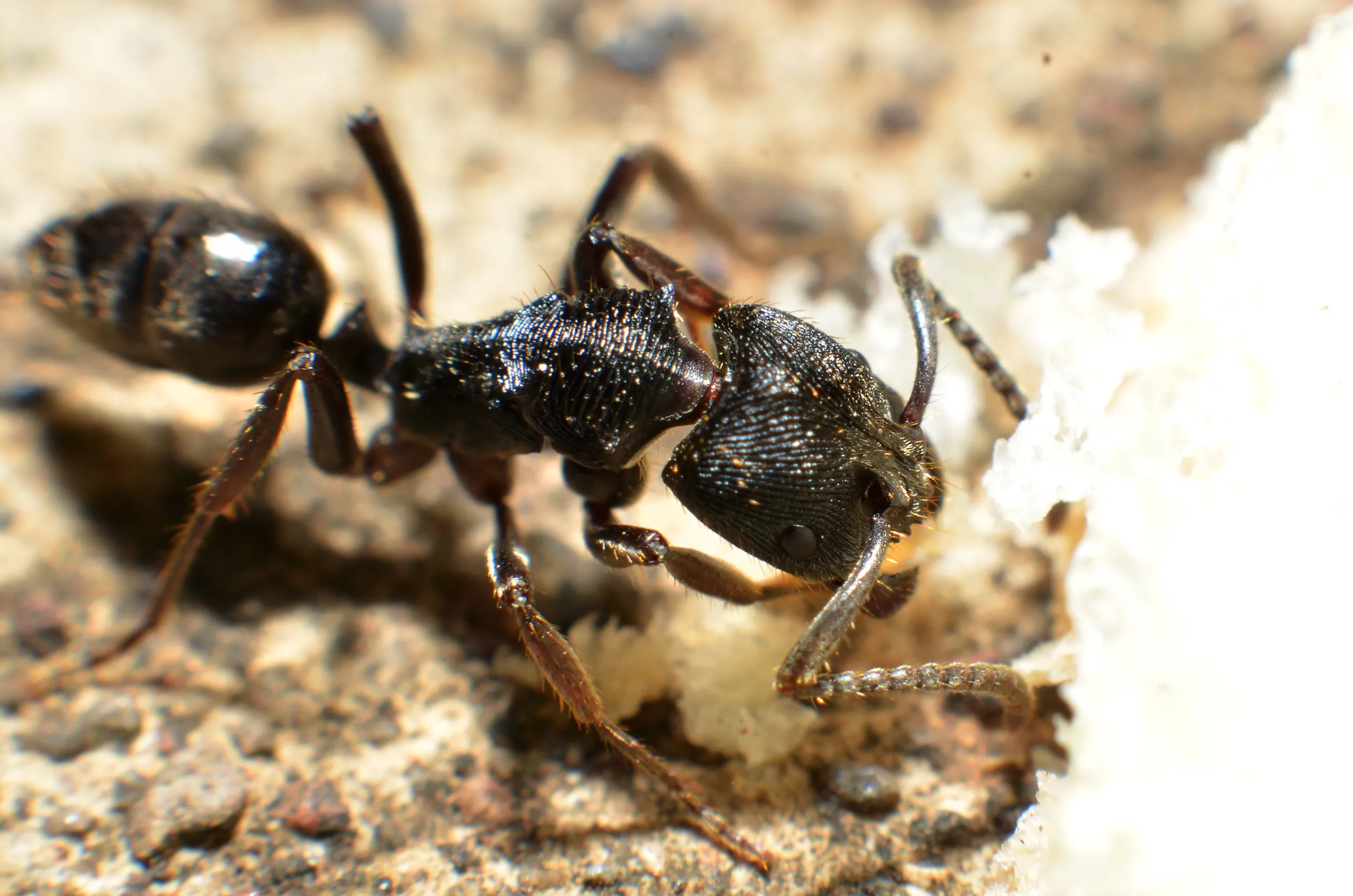 Do ants eat dead animals? [Exterminator Explains] » Pallentor