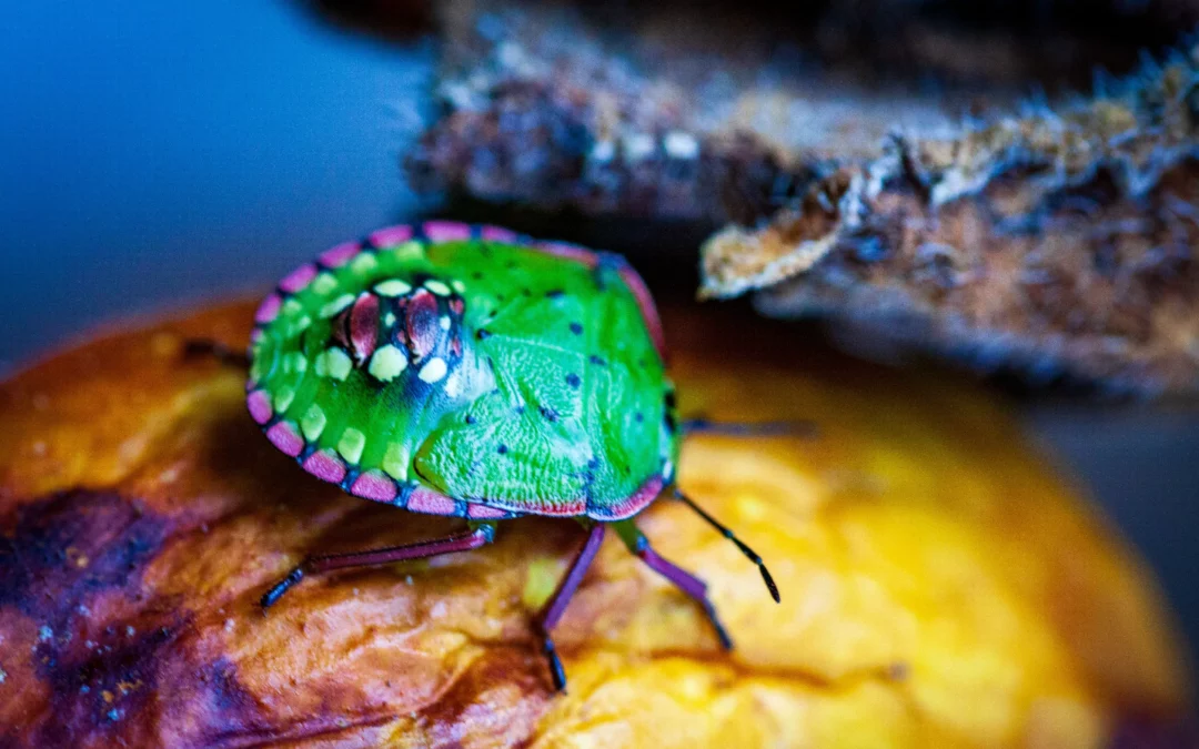 Stink Bugs in Chimney [Exterminator Explained]