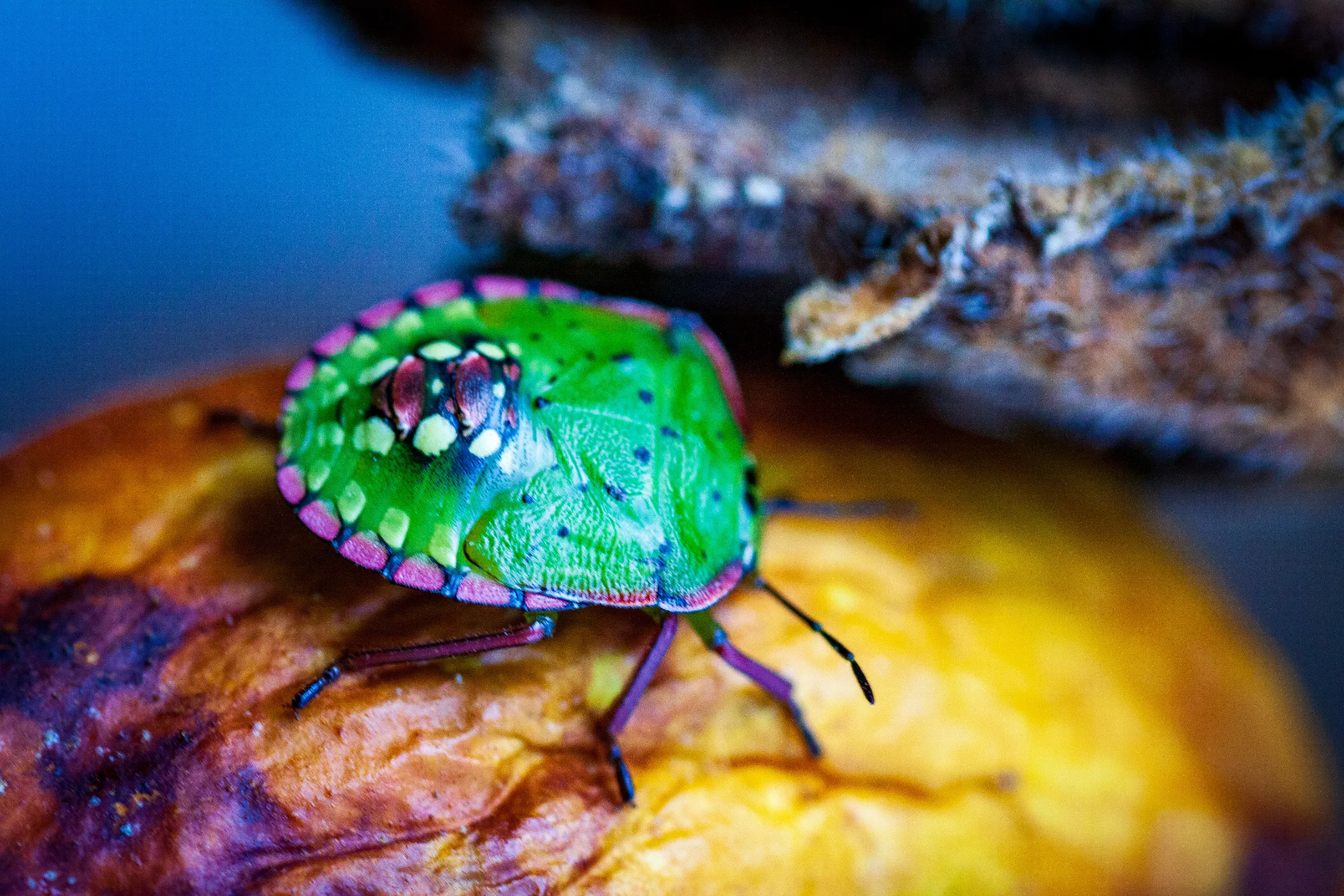 stink-bugs-in-chimney-exterminator-explained-pallentor