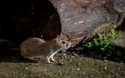 Do Rats Come Out with the Lights On? [Exterminator Explains]