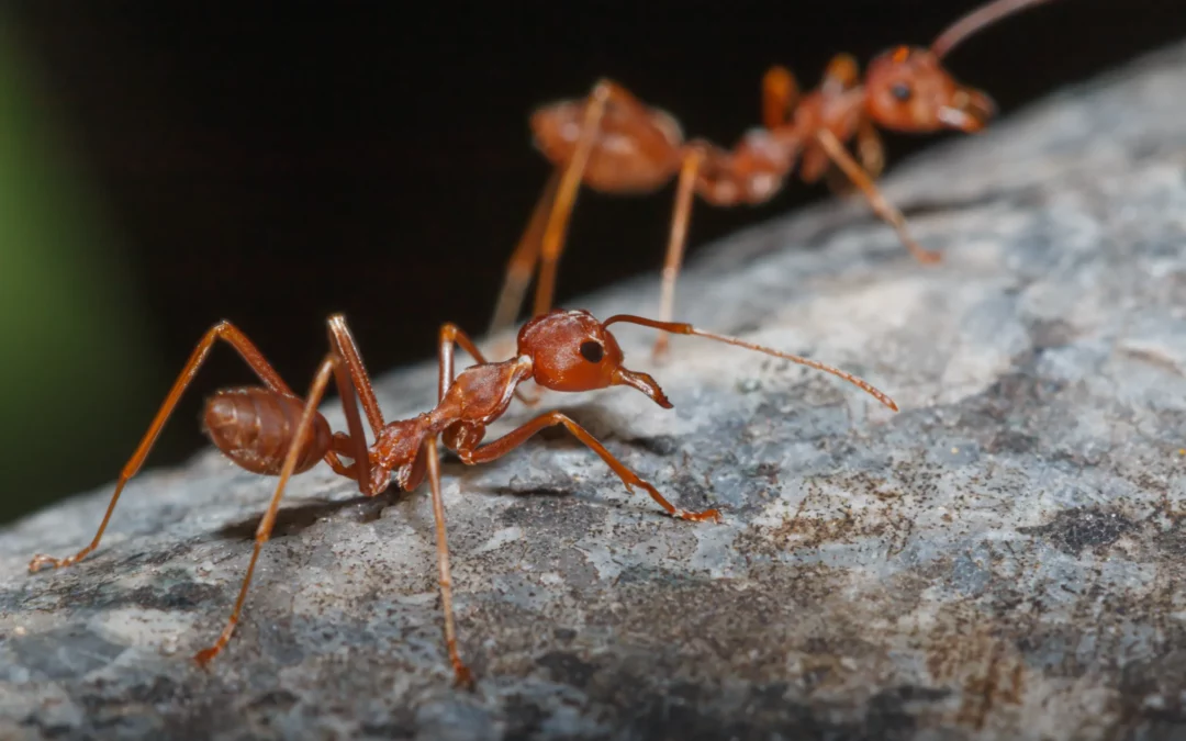 Ants on clothes in closet [Exterminator Explains]