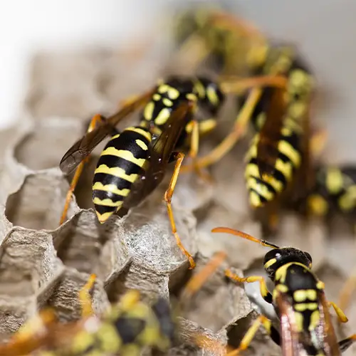 Wasps in exhaust vent [How to eliminate them]