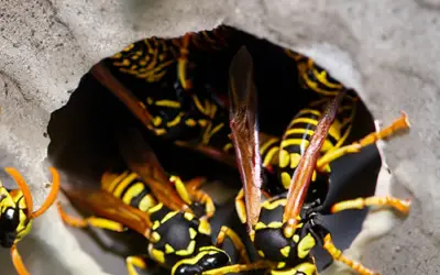 Wasps in basement [How to get rid of them]
