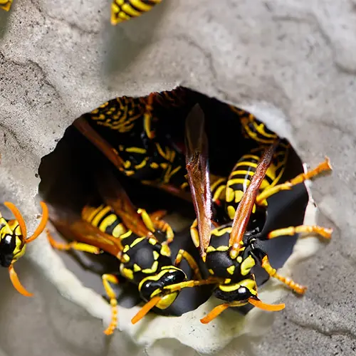 Wasps in basement [How to get rid of them]