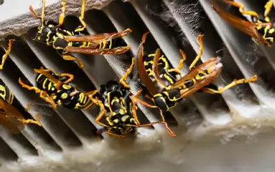 Wasps in bathroom vent [How to get rid of them]