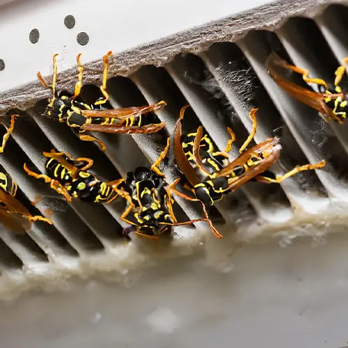 Wasps in bathroom vent [How to get rid of them]