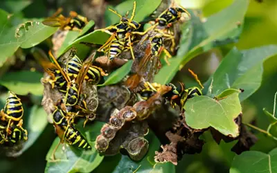 Wasps in bushes [How to get rid of them]