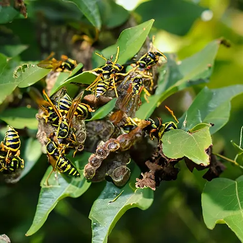 Wasps in bushes [How to get rid of them]