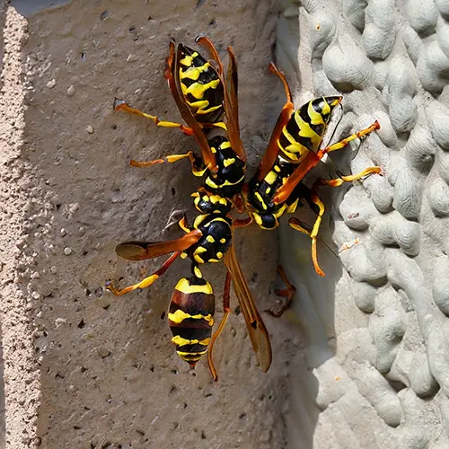 Wasps in outside wall [How to eliminate them]