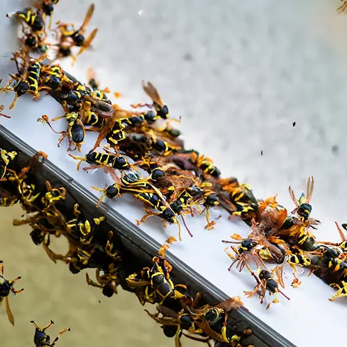 Wasps in window frame [How to get rid of them]