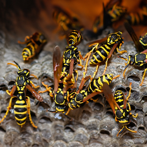 Wasps in fireplace [3 ways to get rid of them] » Pallentor