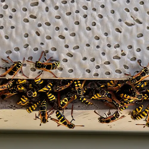 Wasps in soffit [How to get rid of them]