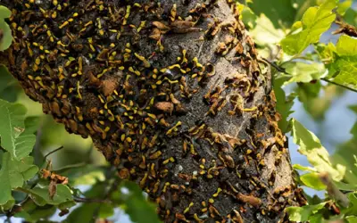 Wasps in oak trees [How to get rid of them]
