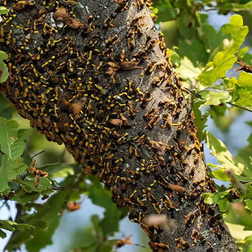 Wasps in oak trees [How to get rid of them]