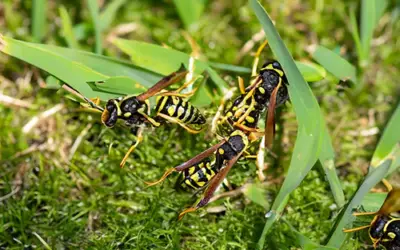 Wasps in grass [3 solutions to get rid of them]