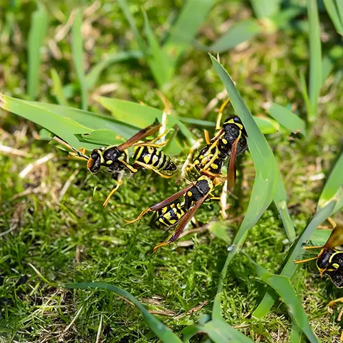 Wasps in grass [3 solutions to get rid of them]