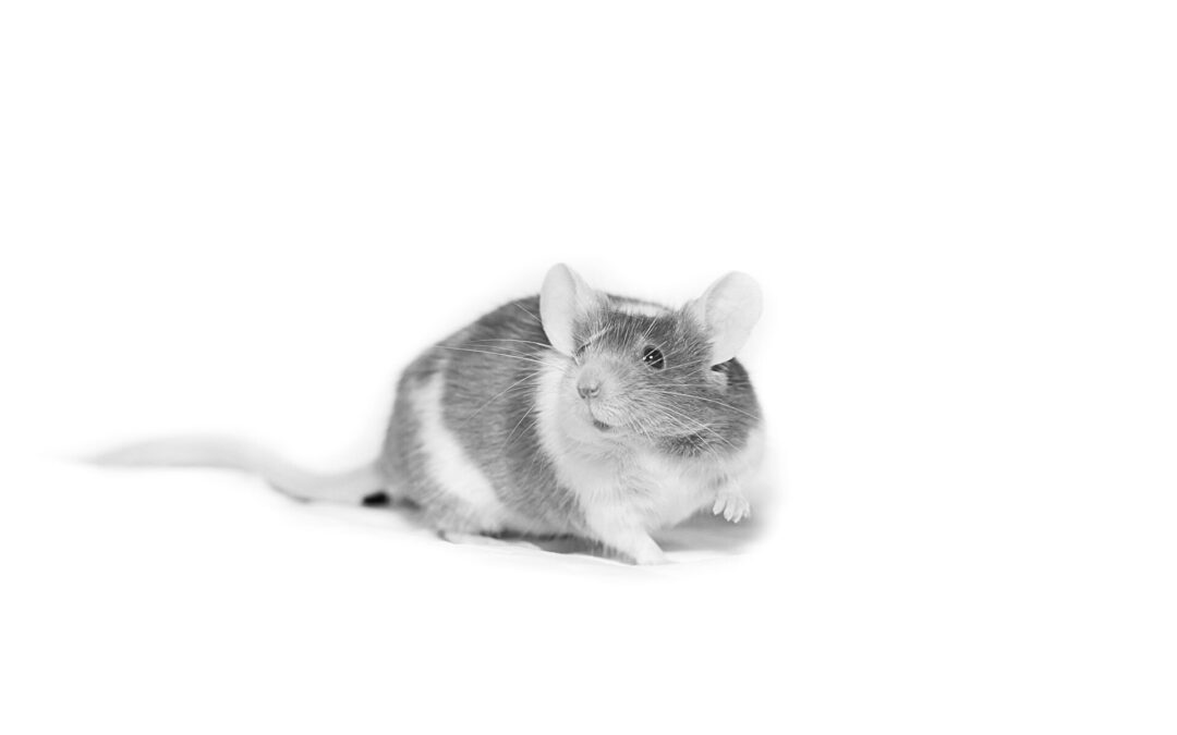 How Do Mice Get in Your House? Uncovering Their Secret Access Points
