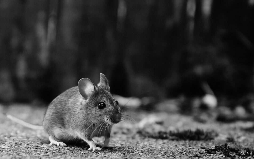 Does Bleach Repel Mice? Uncovering the Truth About Rodent Control