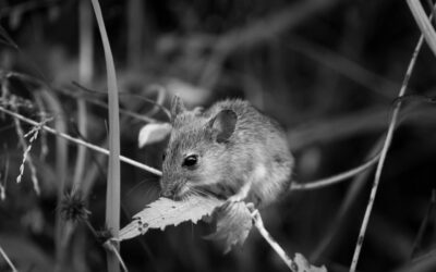 How Do Mice Get in Attic: A Comprehensive Guide to Prevention and Elimination