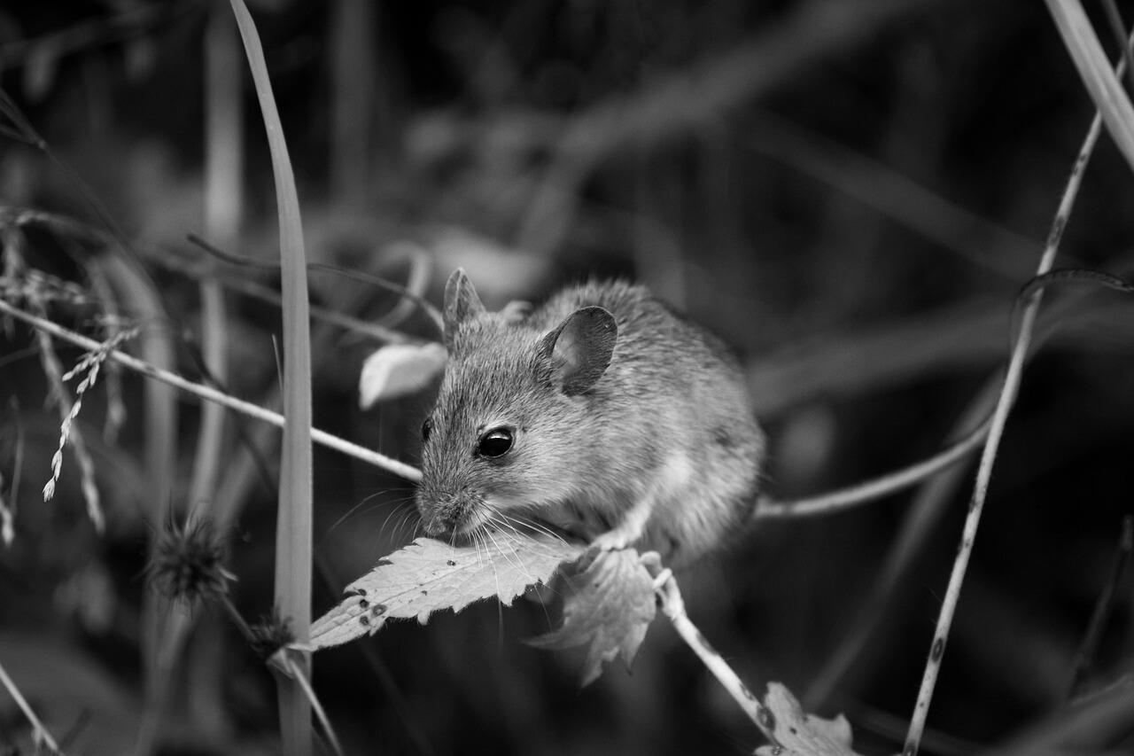 How Do Mice Get in Attic A Comprehensive Guide to Prevention and