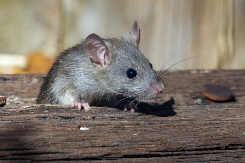 how to get rid of mice in walls fast