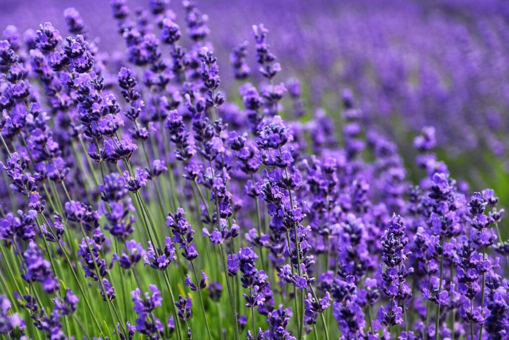 does lavender repel mice