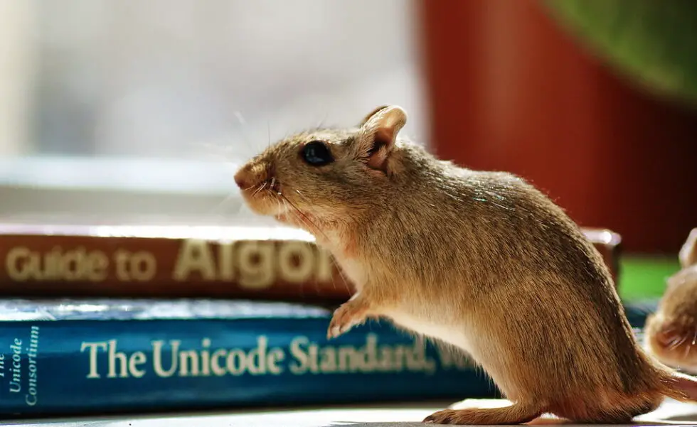 Why Do Mice Chew Wires Unraveling the Mystery and Solutions » Pallentor