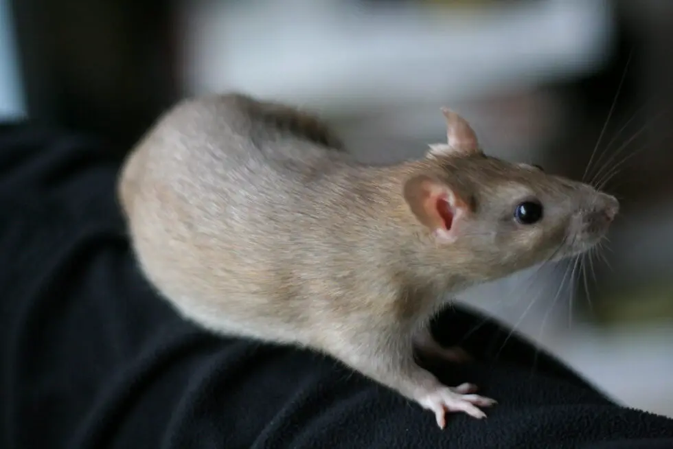 Does Cinnamon Repel Mice? Unveiling the Myth » Pallentor